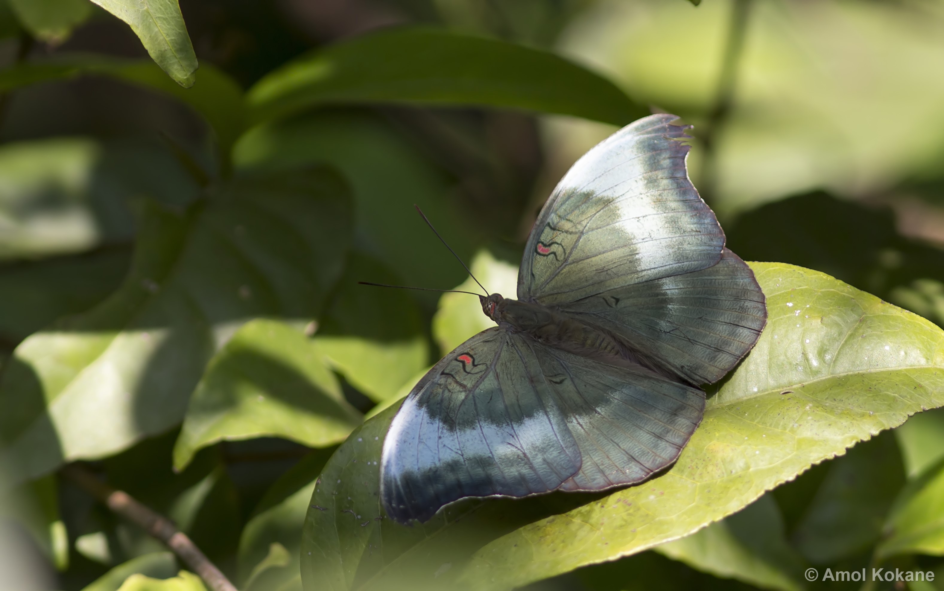 Butterflies